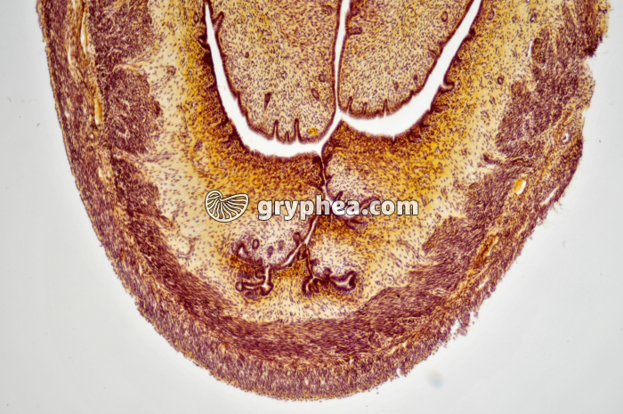 Utérus de lapine x25 - gryphea.com